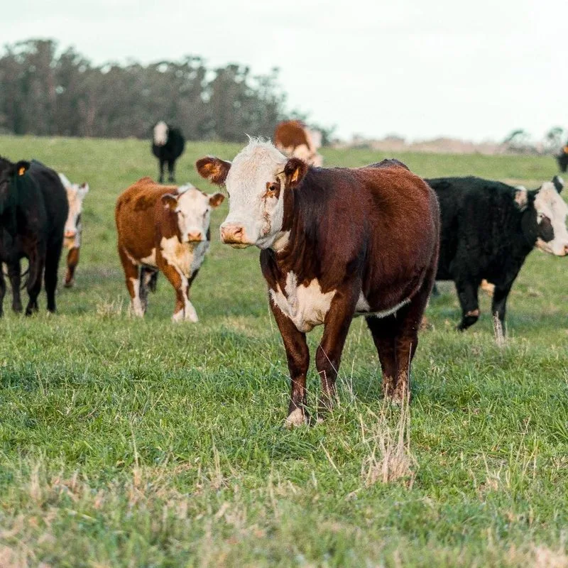 🇧🇷 Una granja lechera brasileña utilizó 10 vacas tokenizadas para asegurar un préstamo de R$100.000, marcando…
